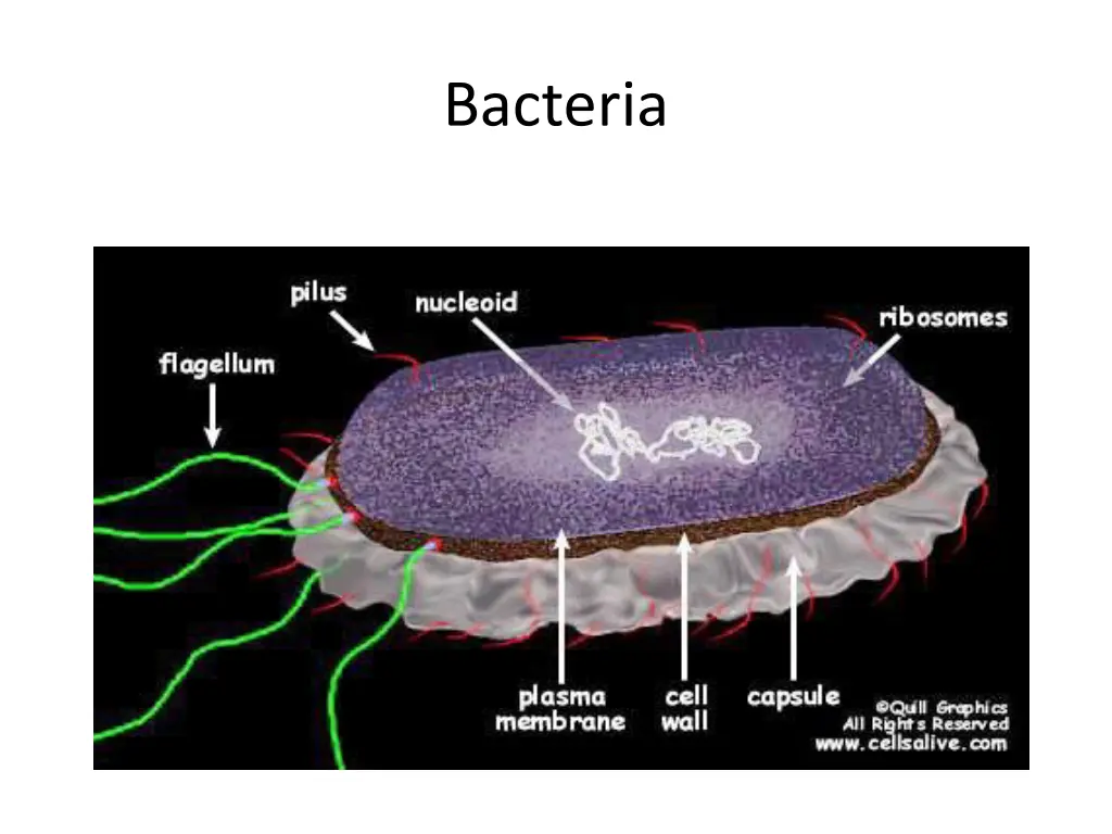 bacteria 1