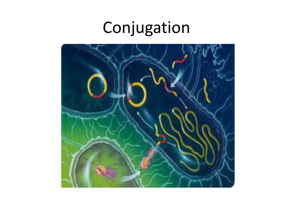 conjugation