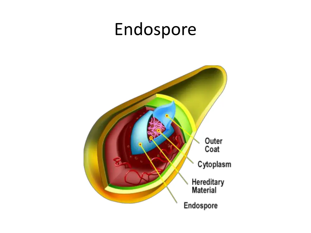 endospore