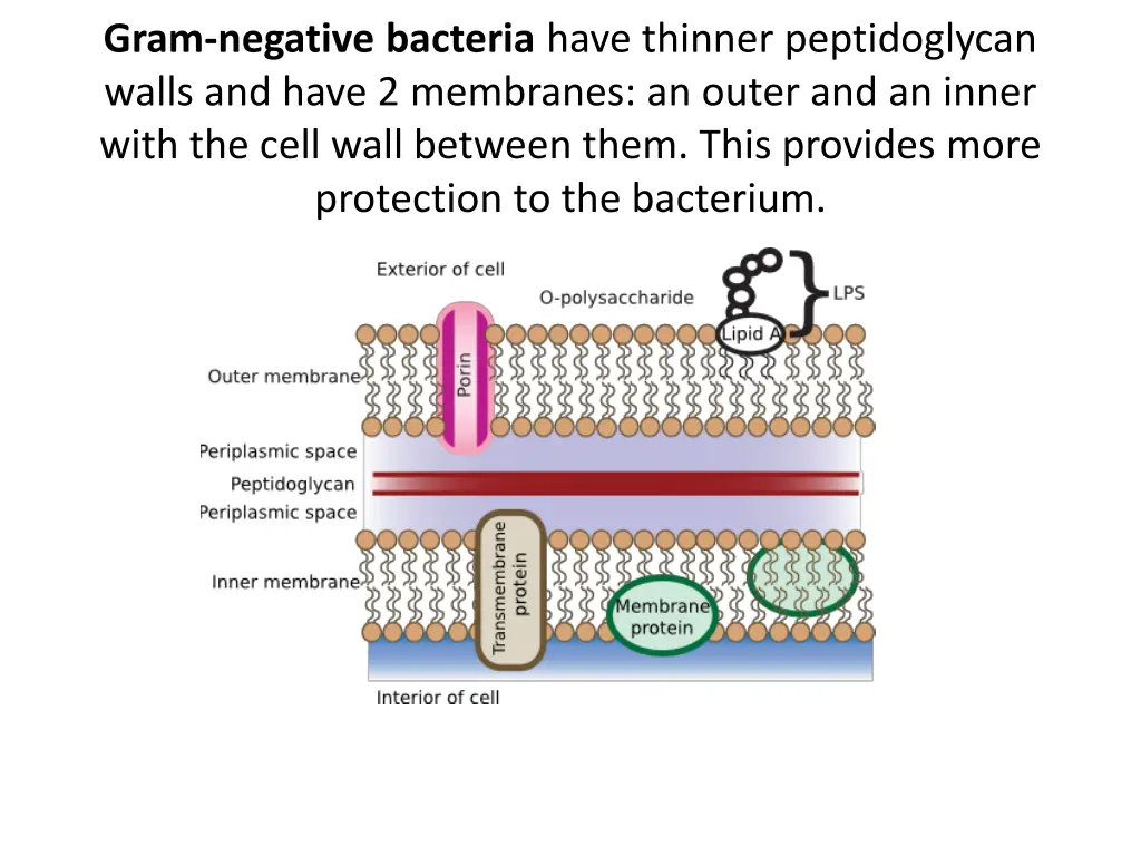 gram negative bacteria have thinner peptidoglycan