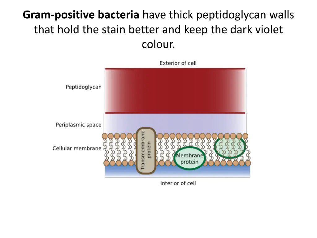 gram positive bacteria have thick peptidoglycan