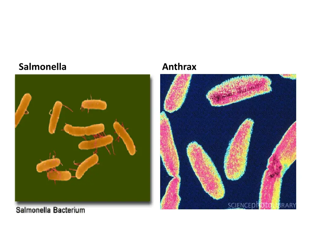 salmonella