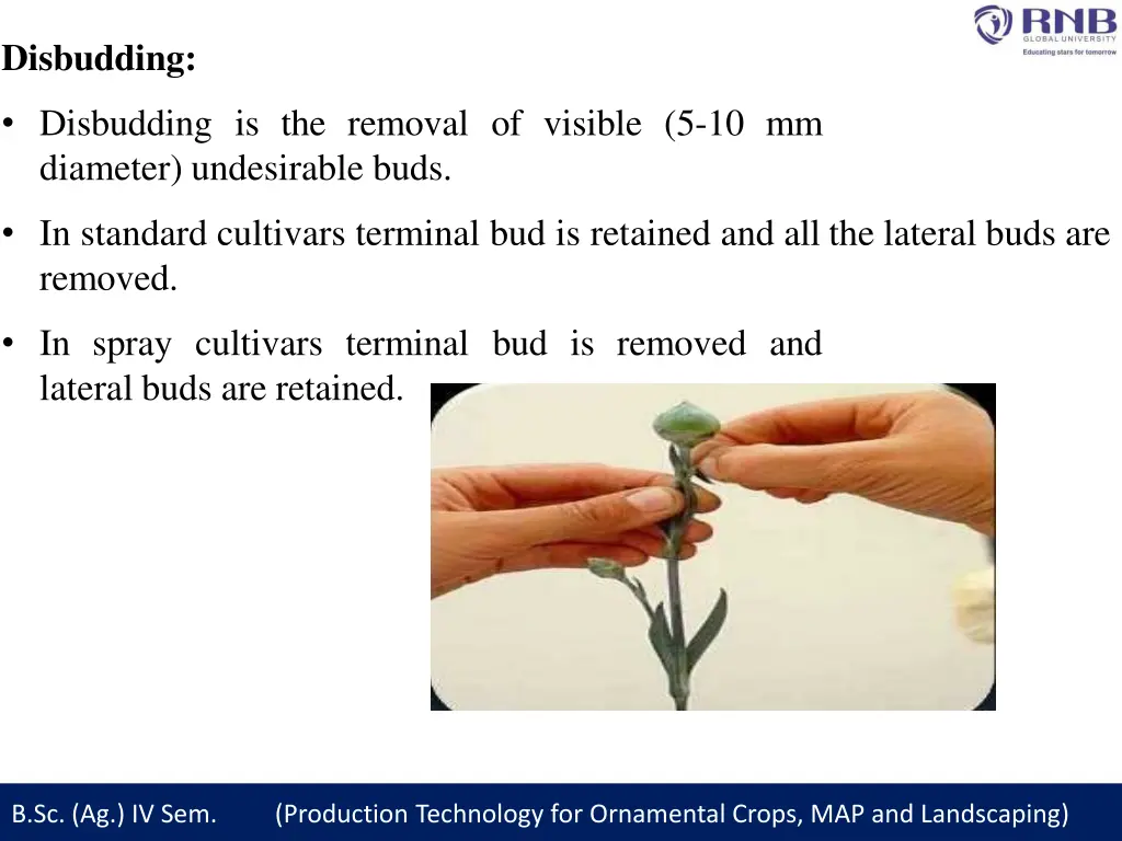 disbudding