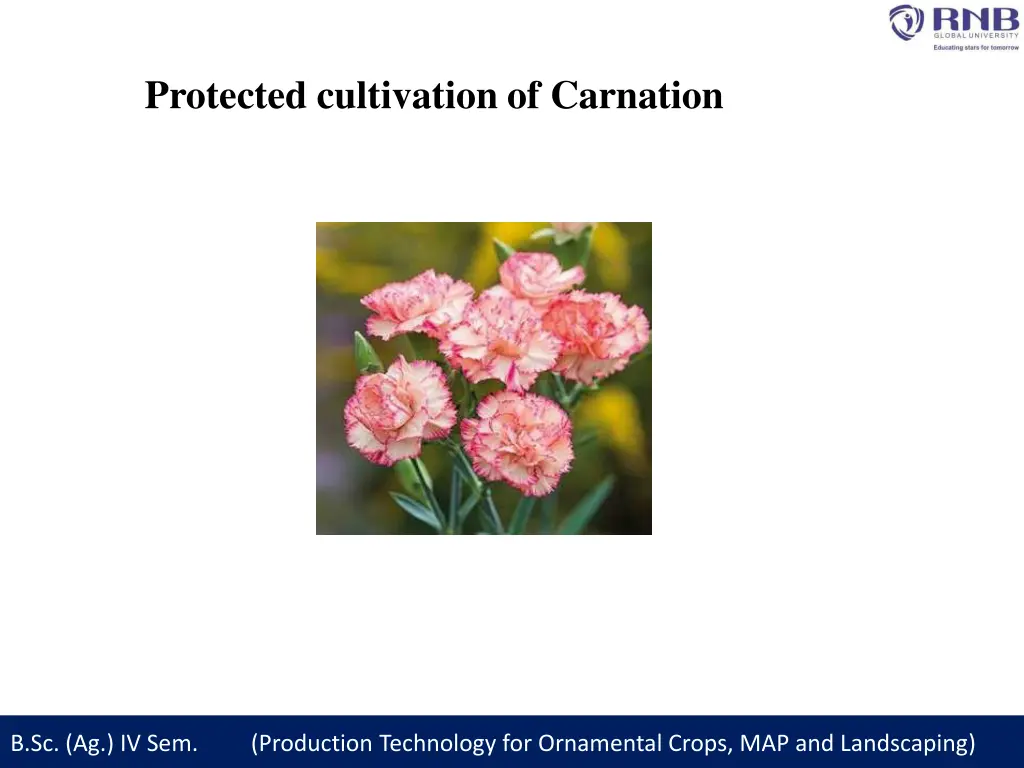 protected cultivation of carnation