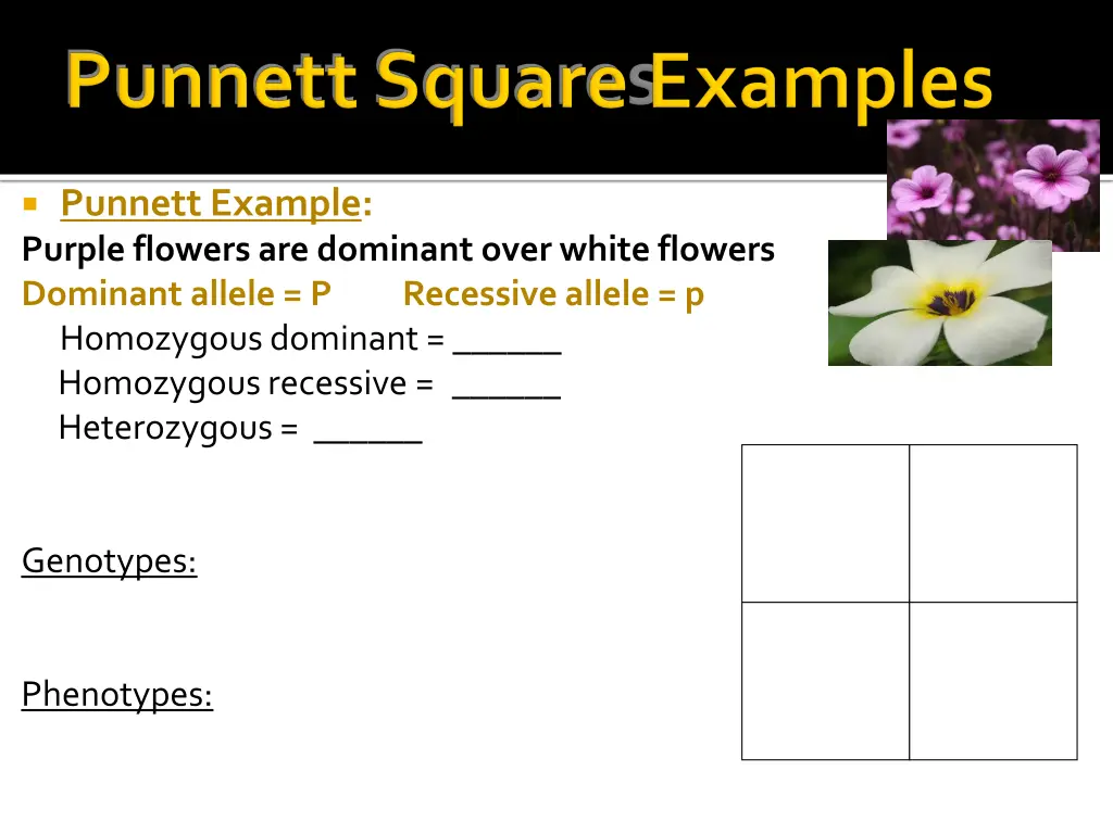 punnett example purple flowers are dominant over