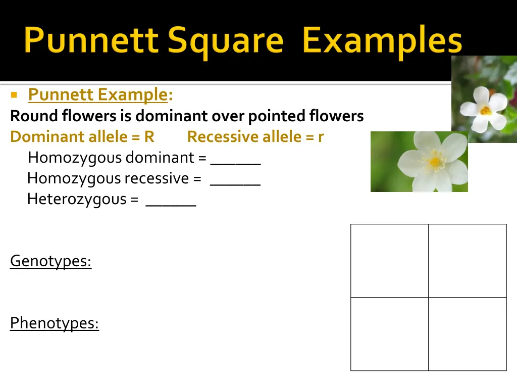 punnett example round flowers is dominant over