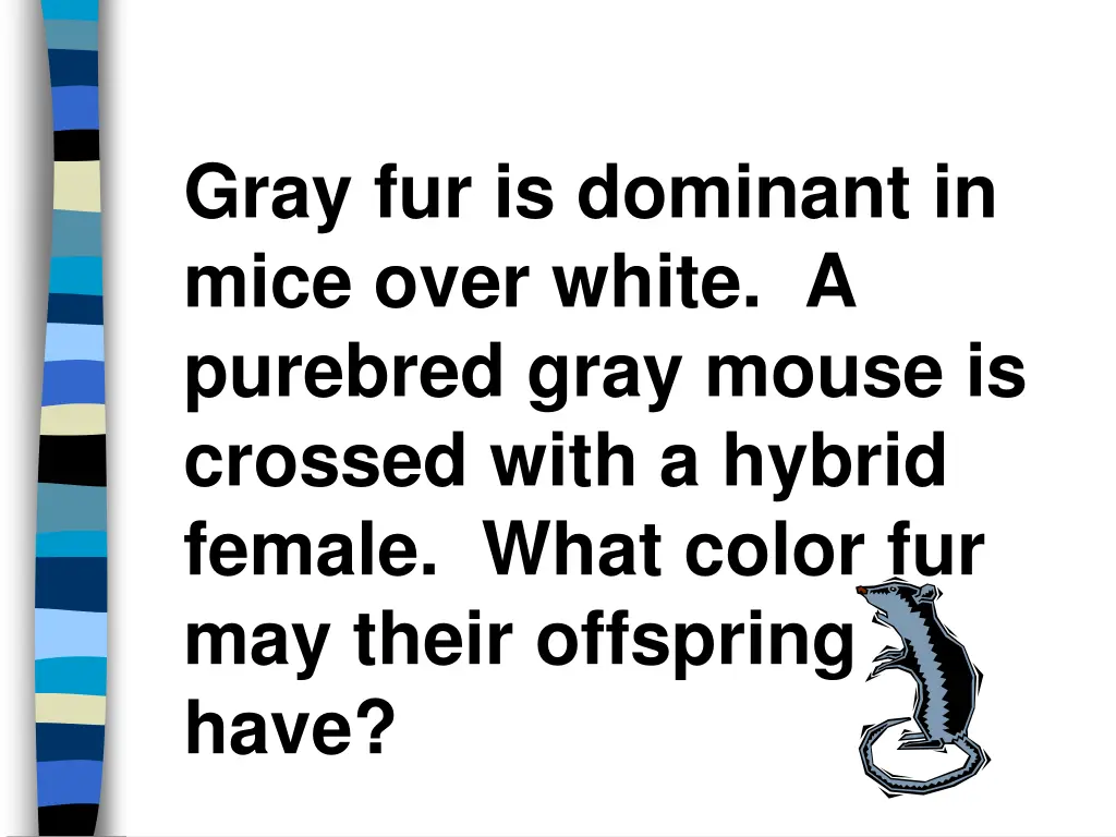 gray fur is dominant in mice over white