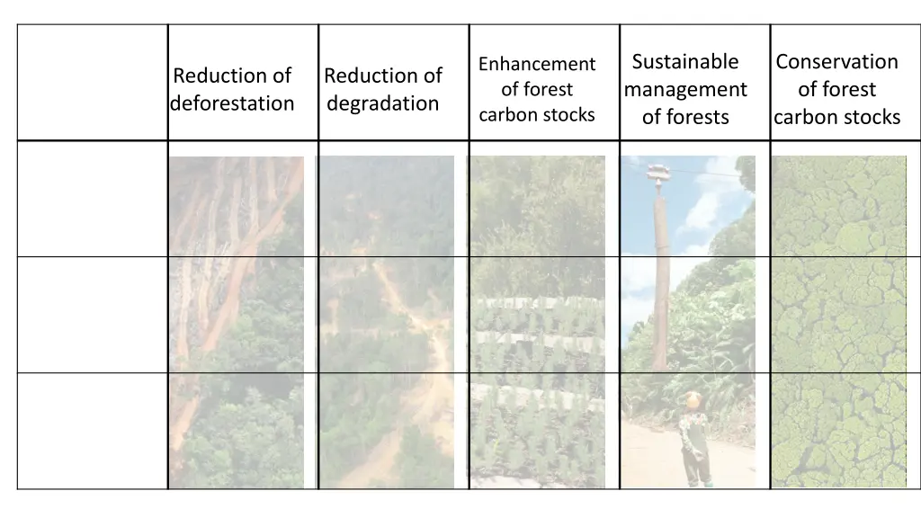 sustainable management of forests 1