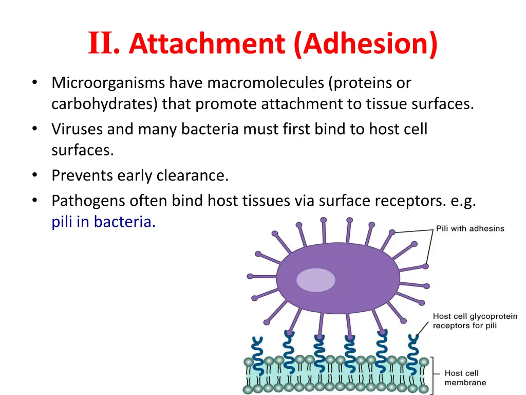 ii attachment adhesion