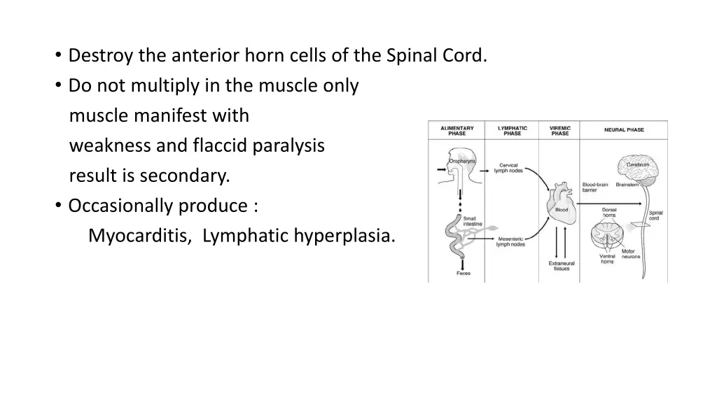 destroy the anterior horn cells of the spinal