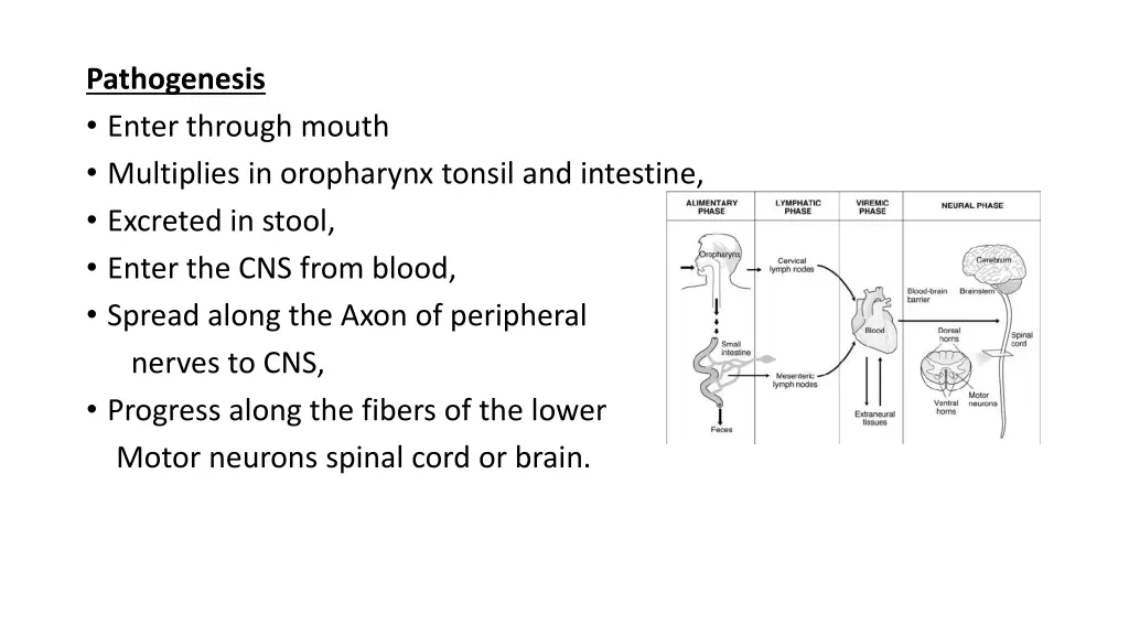 pathogenesis enter through mouth multiplies