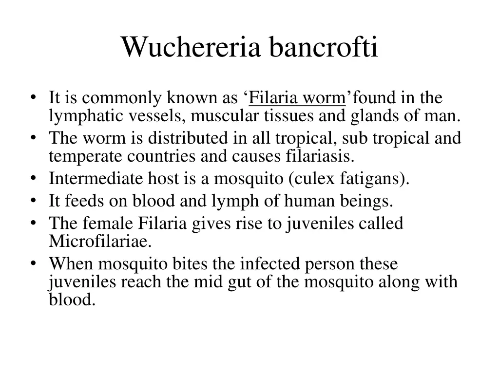 wuchereria bancrofti