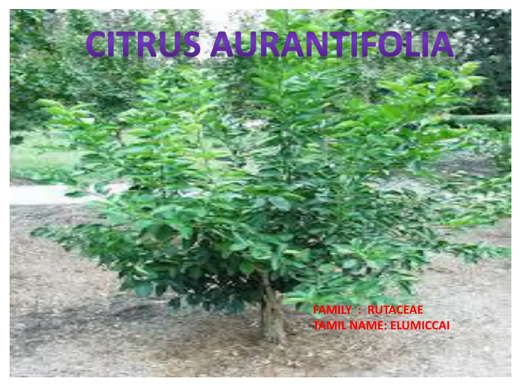 citrus aurantifolia