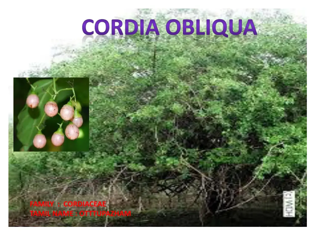 cordia obliqua