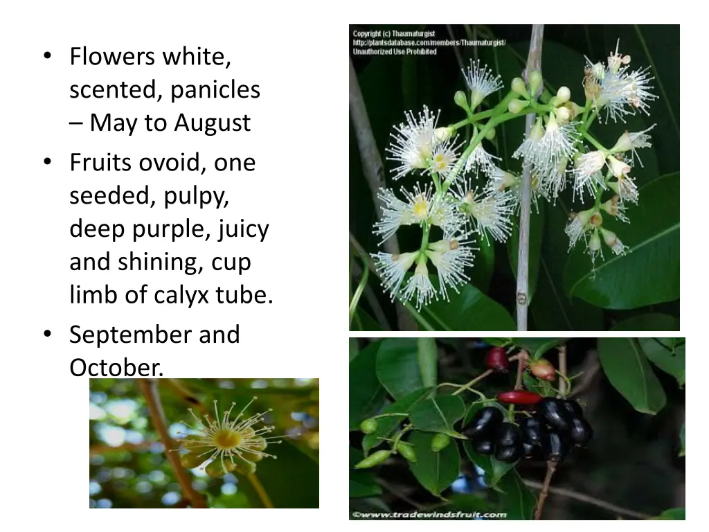 flowers white scented panicles may to august