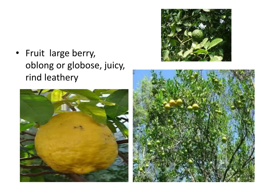 fruit large berry oblong or globose juicy rind