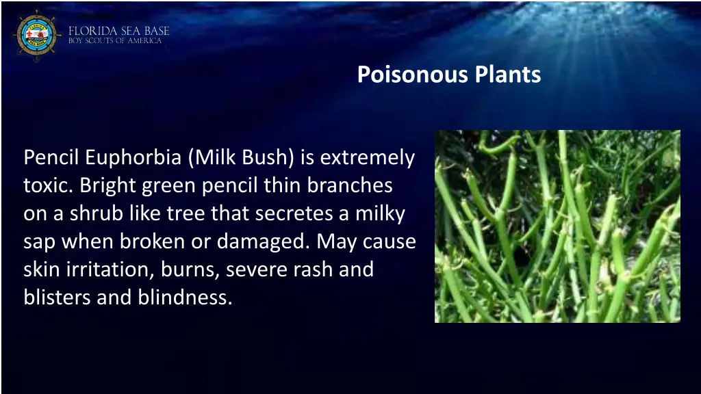 poisonous plants 3