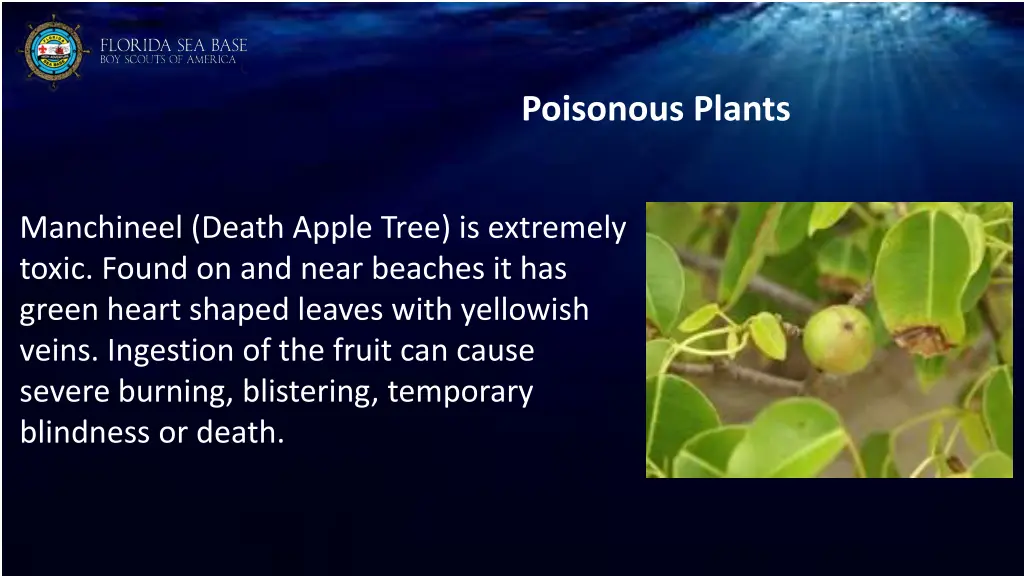 poisonous plants