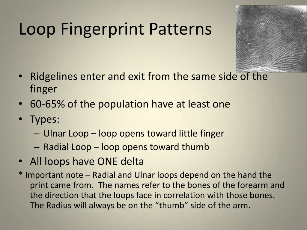 loop fingerprint patterns