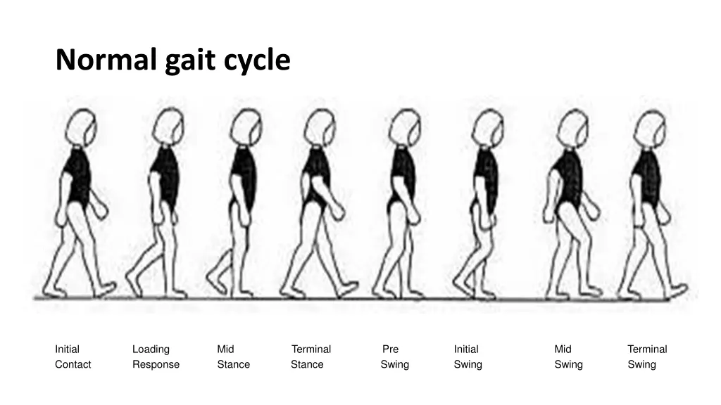 normal gait cycle