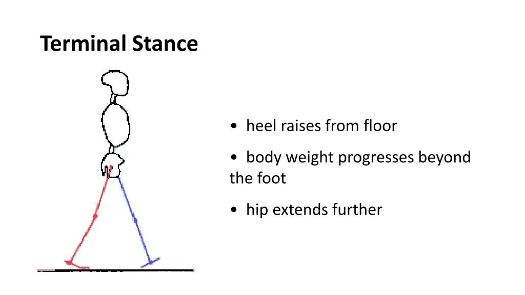 terminal stance