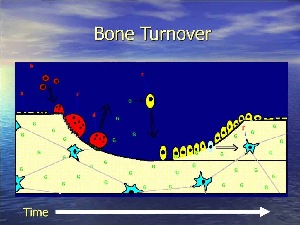 bone turnover