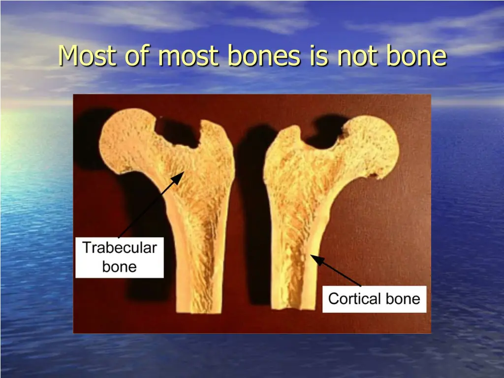 most of most bones is not bone