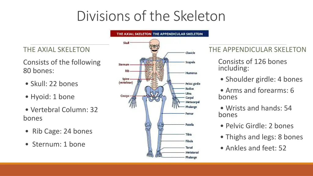 divisions of the skeleton