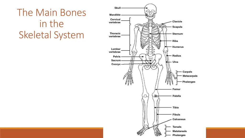 the main bones in the skeletal system