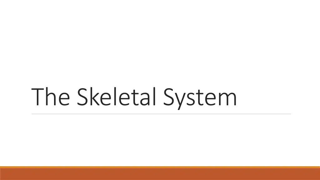 the skeletal system