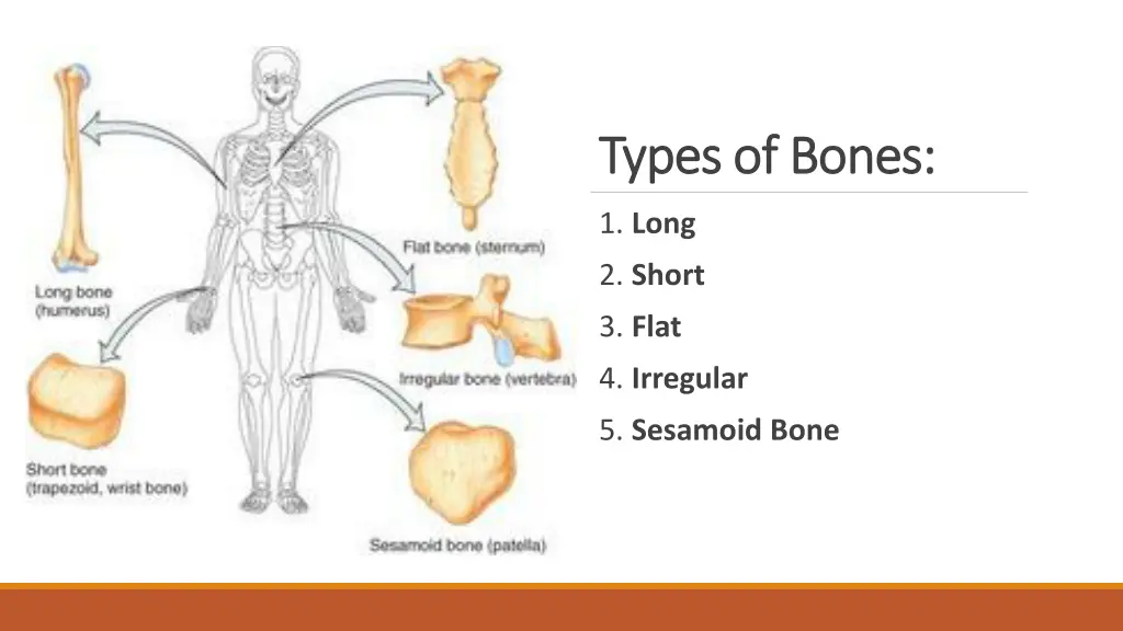 types of bones types of bones