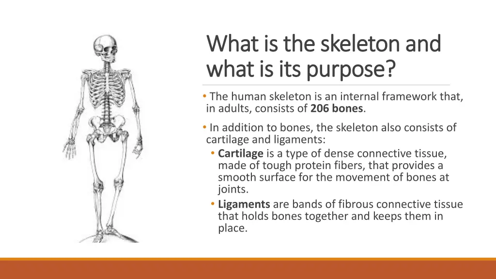 what is the skeleton and what is the skeleton