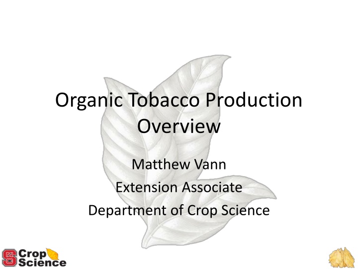 organic tobacco production overview