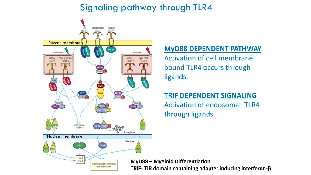 signaling pathway through tlr4 1