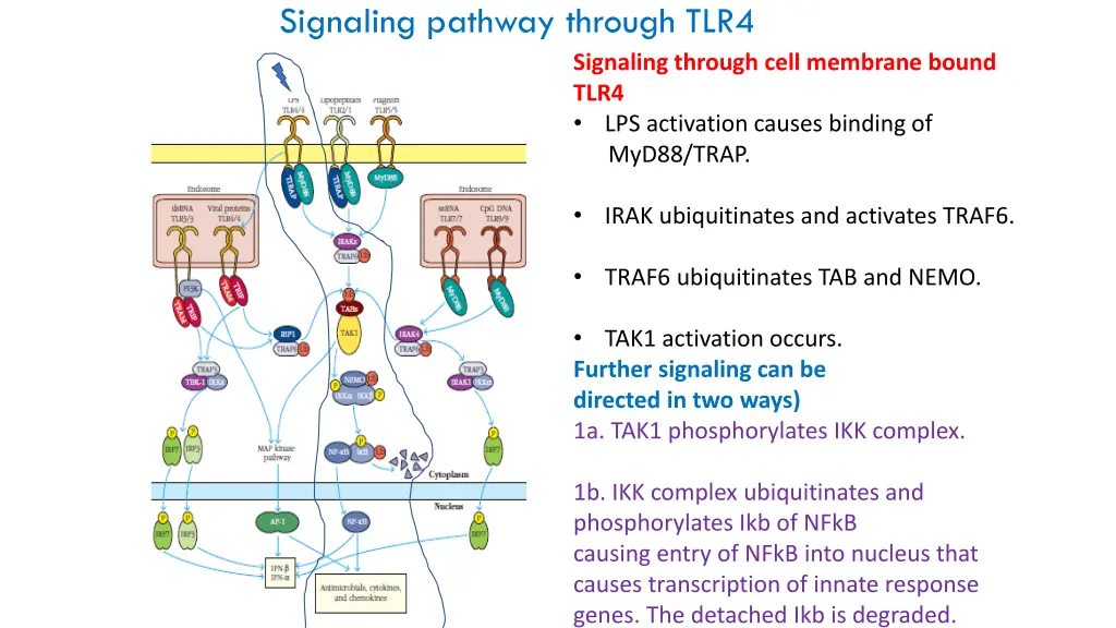 signaling pathway through tlr4 2