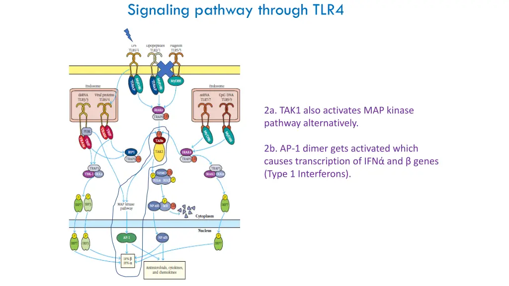 signaling pathway through tlr4 3