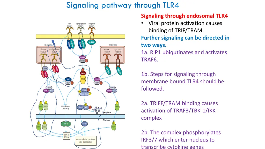 signaling pathway through tlr4 4