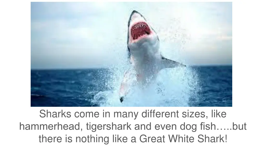 sharks come in many different sizes like 1