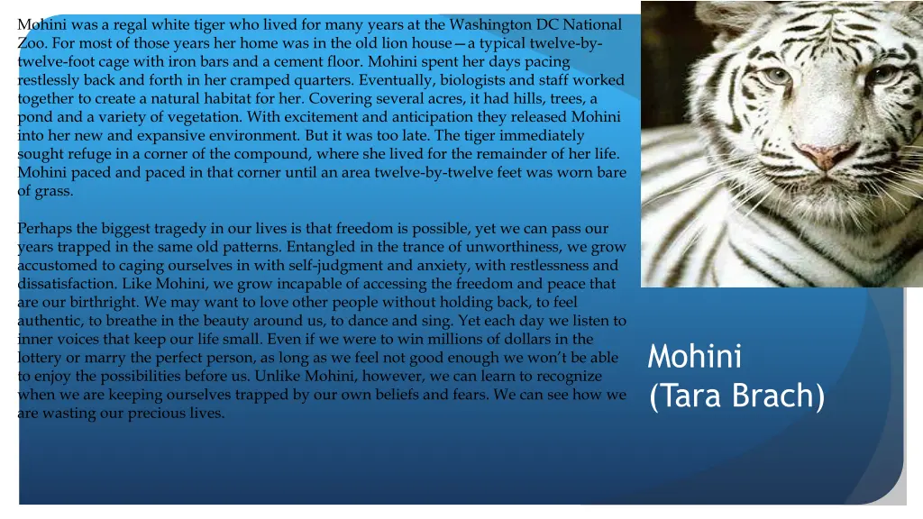 mohini was a regal white tiger who lived for many