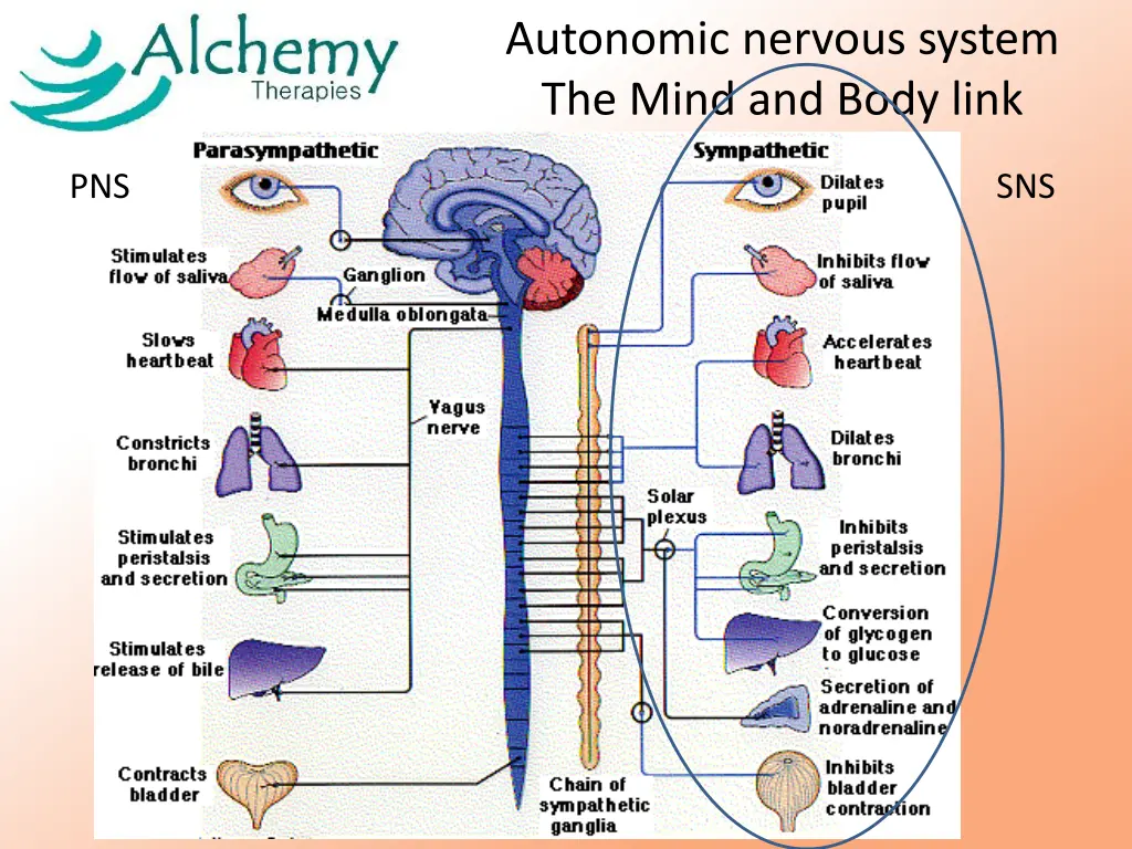 autonomic nervous system the mind and body link