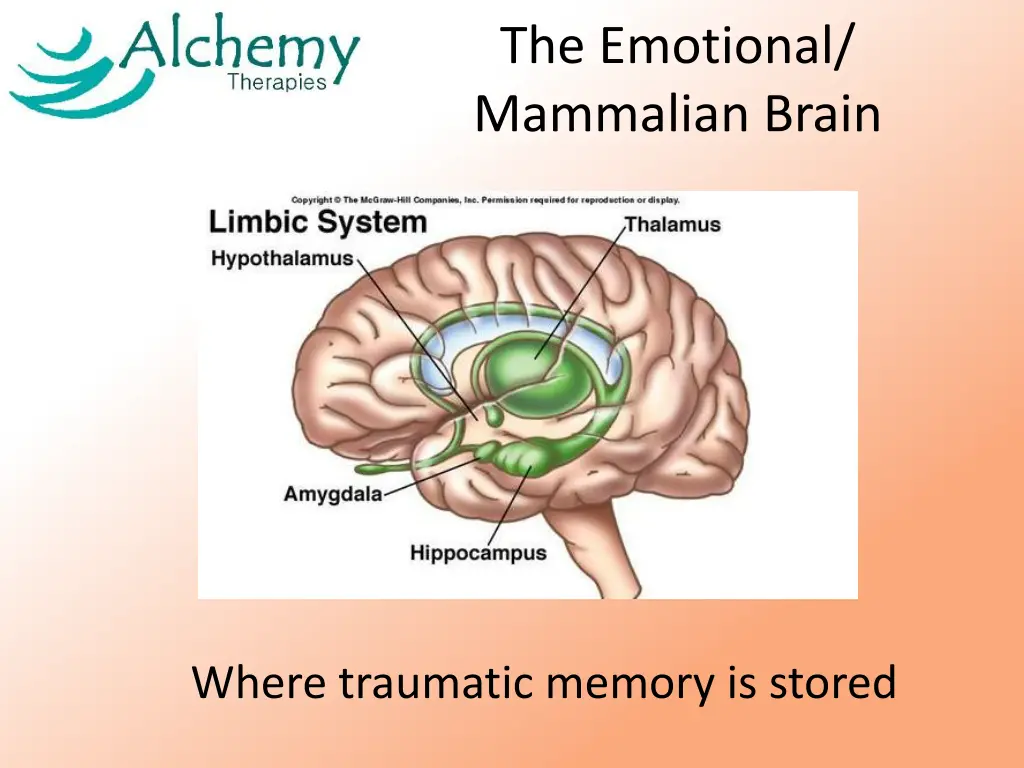 the emotional mammalian brain