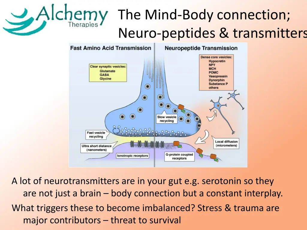 the mind body connection neuro peptides