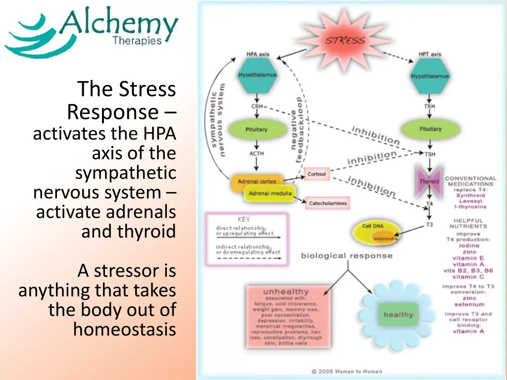 the stress response activates the hpa axis