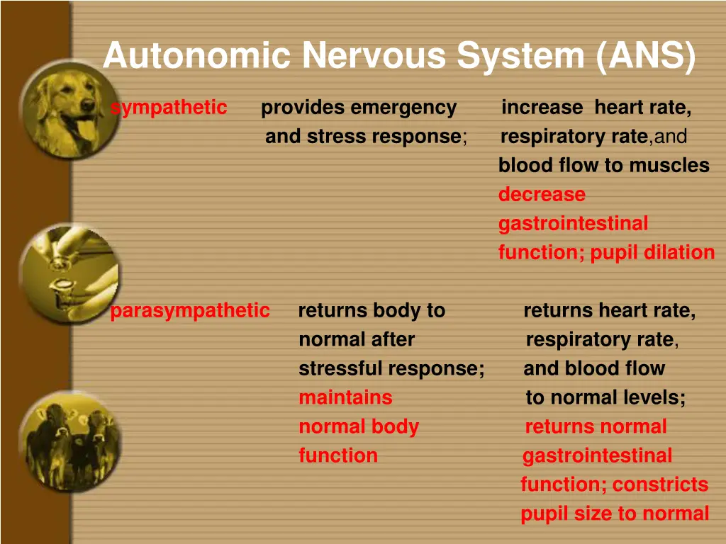 autonomic nervous system ans 1