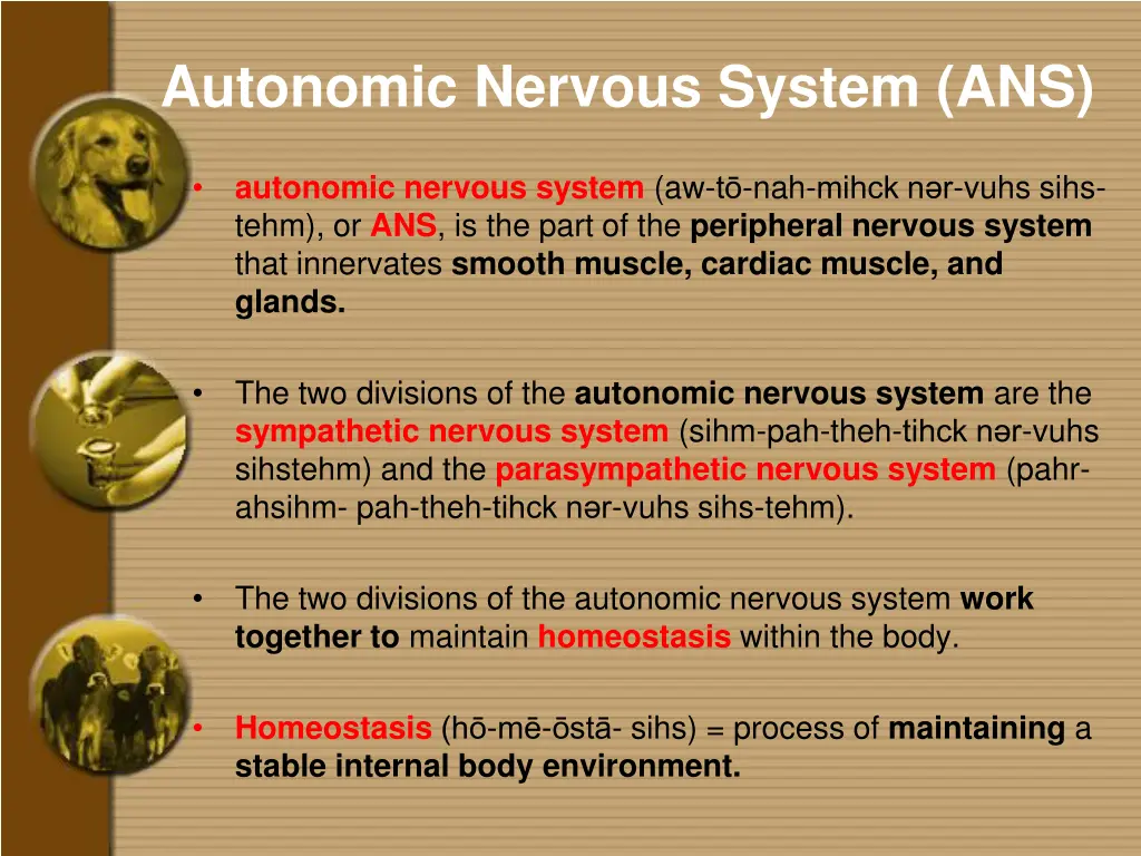 autonomic nervous system ans