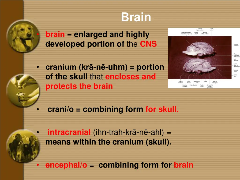 brain