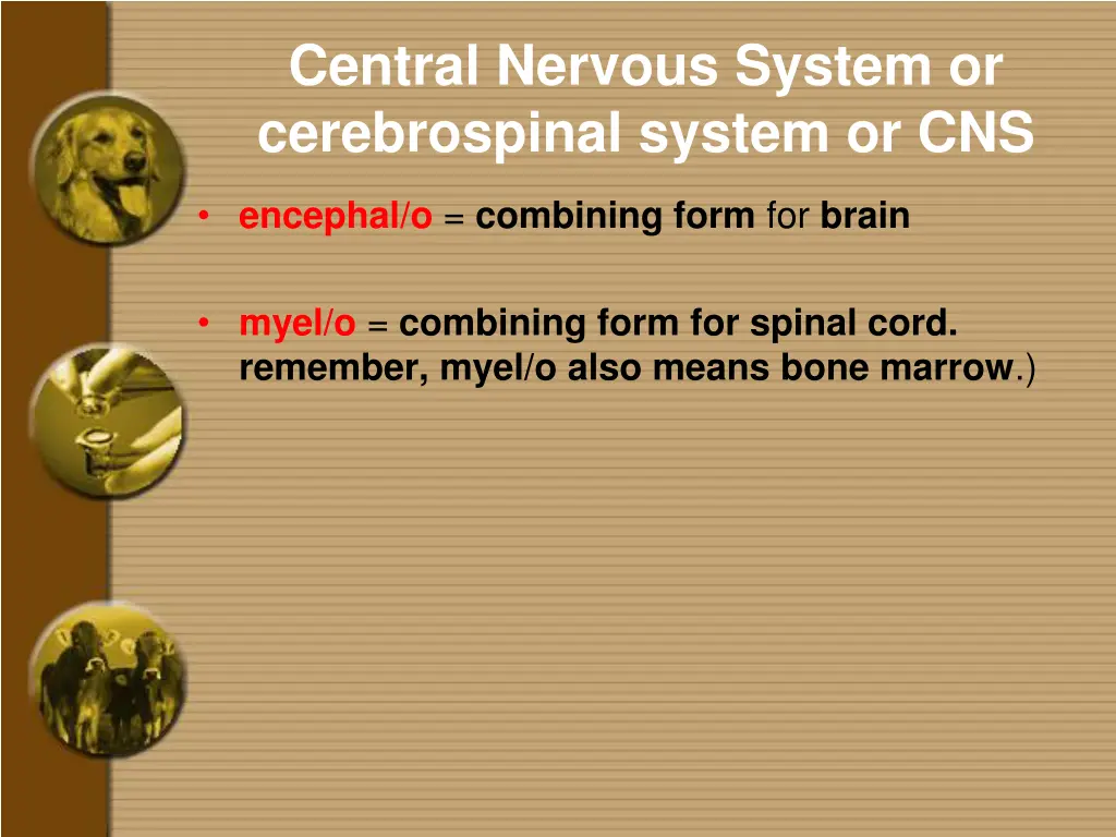 central nervous system or cerebrospinal system