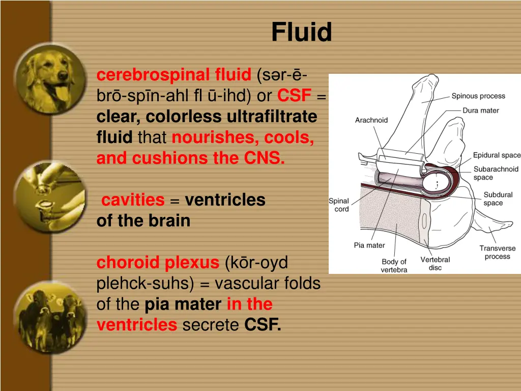 fluid