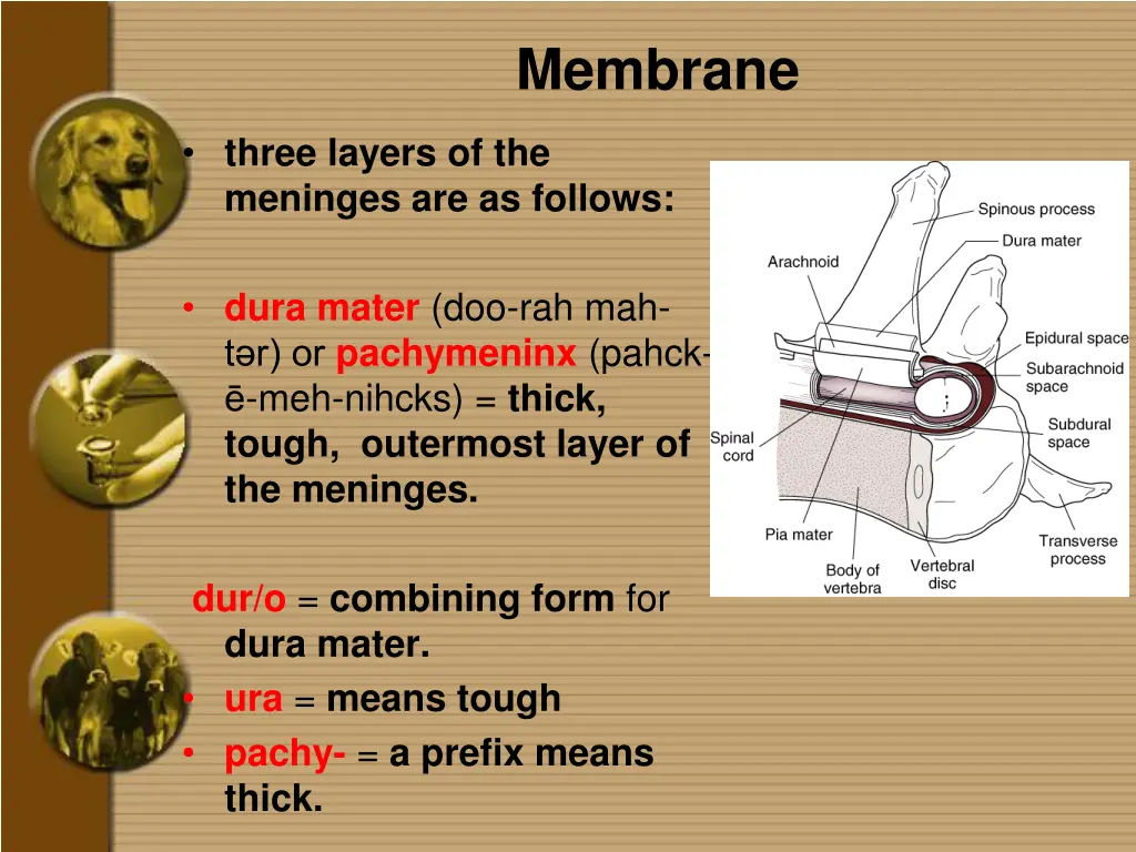 membrane 1