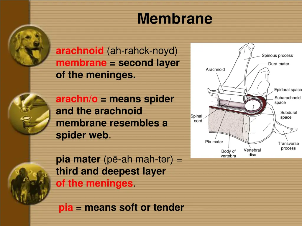 membrane 2